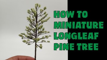 How To Take Miniature Longleaf Pine Trees Easy!!!