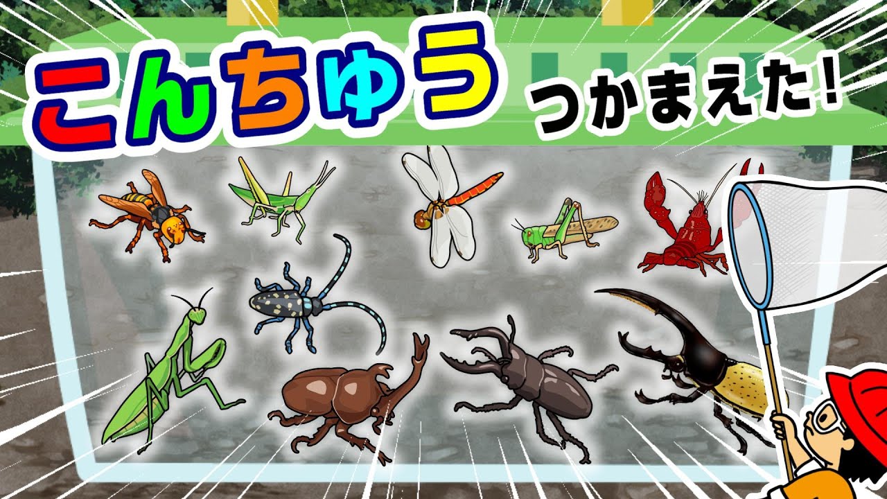 【昆虫の名前】こんちゅうのなまえ！昆虫採集1〈カブトムシ ノコギリクワガタ ザリガニ カマキリ スズメバチ〉【ひらがな 幼児向け 子ども向け】 日本語 Hiragana bug Japanese