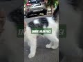 Kucing lucu embul ikut jalan pagi #nizamkucinglucu #cat #kucingpintar #kucinganggoralucudanimut