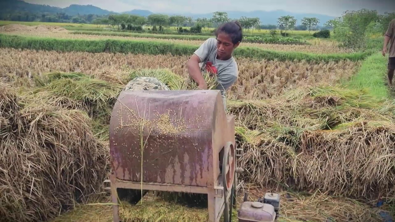 Harvest Innovation: Threshing Rice Fast the Simple Way _FarmersLife _Shorts