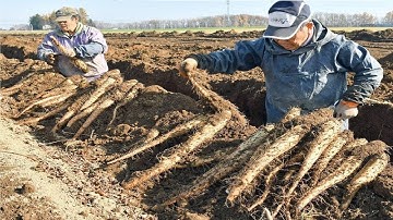 Japanese Yam Farming and Harvesting - Awesome Japan Agriculture Technology Farm
