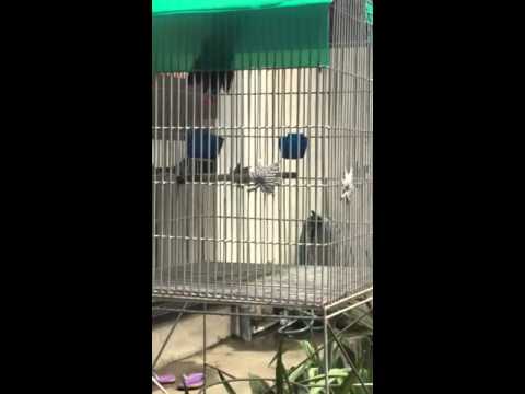 Bunyi Burung Tuwu Tolitoli Youtube