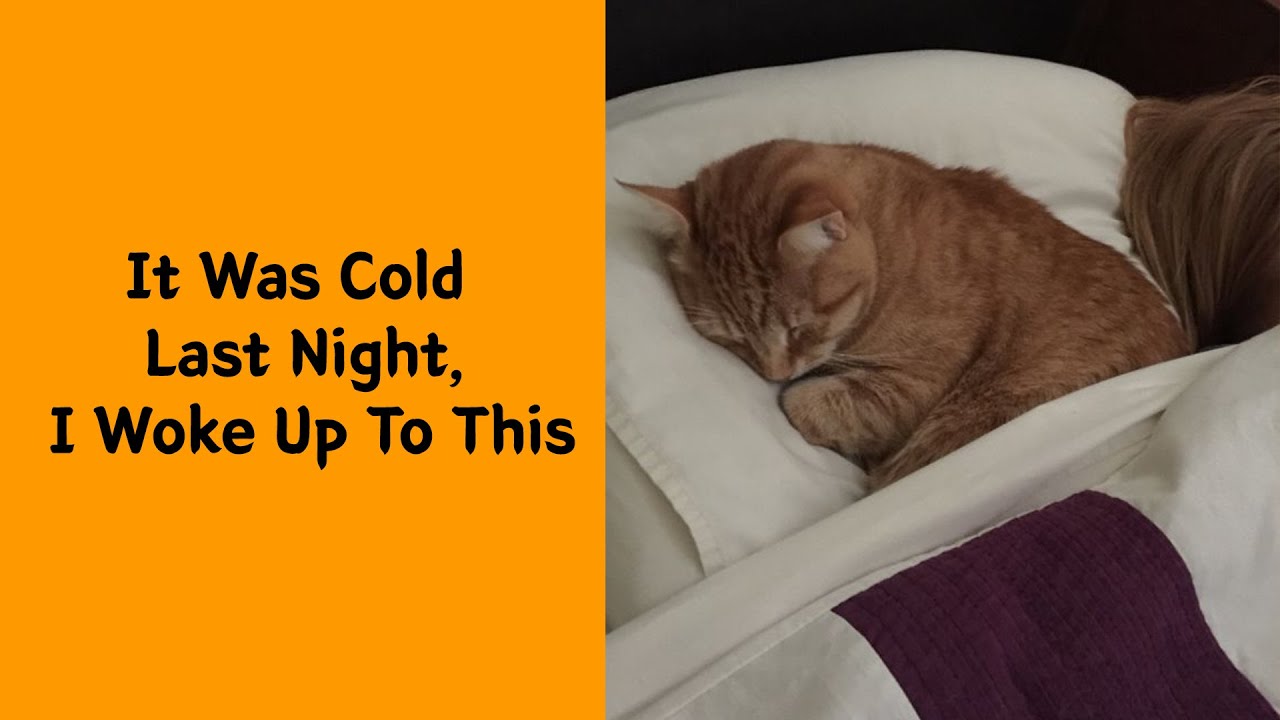 50 Of The Funniest I Woke Up To This” Moments That Have Ever Happened To Pet Owners”