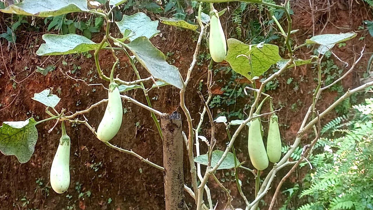 1 1/2 വയസുള്ള വഴുതിന ചെടിയിൽ കുലകുലയായി വഴുതിന 