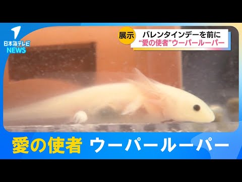 【名前の意味は"愛の使者"とも】バレンタイン・ホワイトデー期間に幼体のウーパールーパーを展示　とっとり賀露かにっこ館　鳥取県鳥取市