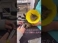これはお兄ちゃんよりも大変な予感！？お転婆な妹の爪切り！【保護猫キジトラのおてん】#shorts