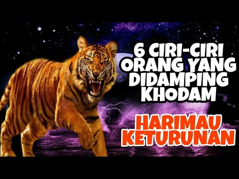 Video: Apakah sifat mata harimau?