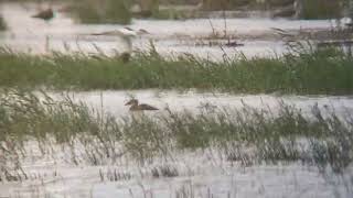 White-headed duck - Oxyura leucocephala - Witkopeend