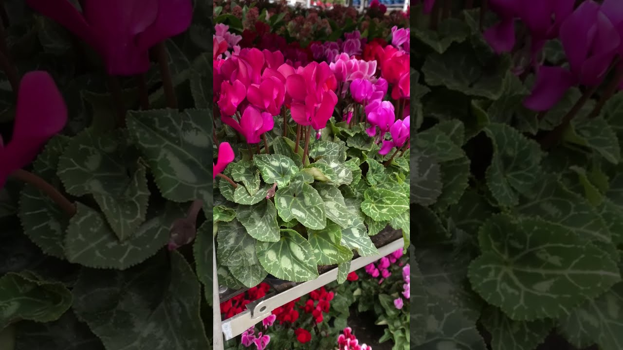 Cyclamen mini