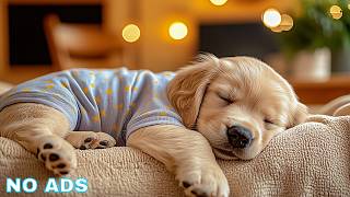 12 Hours Relax My Dog 🍃 Dog Relaxation Music & Dog Soft Melodies For Calm And Serenity screenshot 3