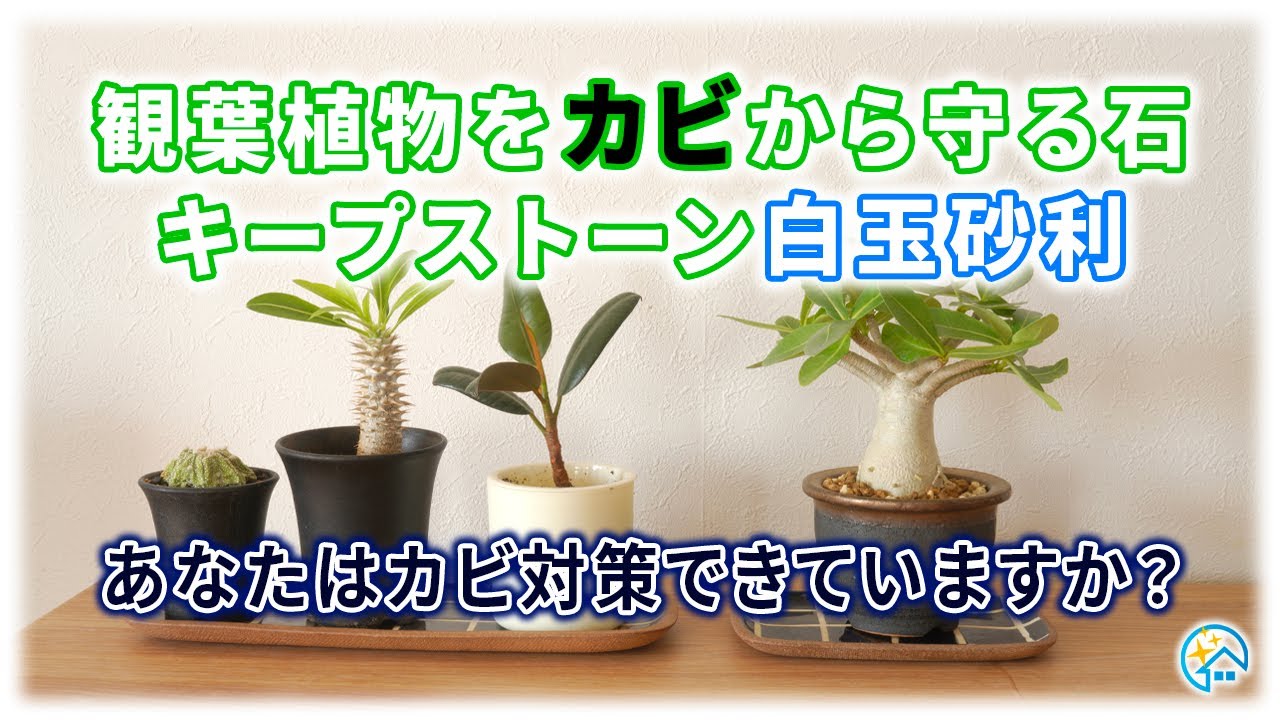 純閃堂ネットショップ【JUNSENDO】 / 【送料無料/日付指定不可】防カビ