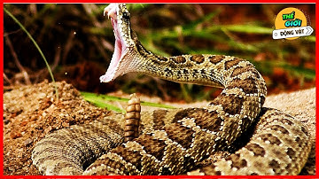 🌍 Khám Phá Các Loài Rắn Độc Trong Thiên Nhiên Hoang Dã | TGDV Thuyết Minh