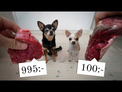 Video: Vilken Mat är Bäst För Hundar? Hur Väljer Du?