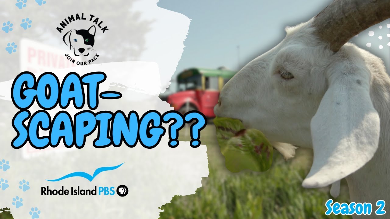Goatscaping Across Rhode Island | Animal Talk - YouTube