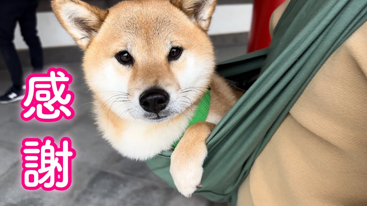 とむくん　ページ This Shiba Inu started asking for that every night, even while his