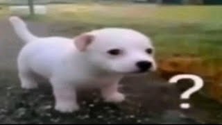 Shitposting Compilation V47