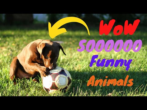 Try not to laugh 😆 compilation of funny Animals