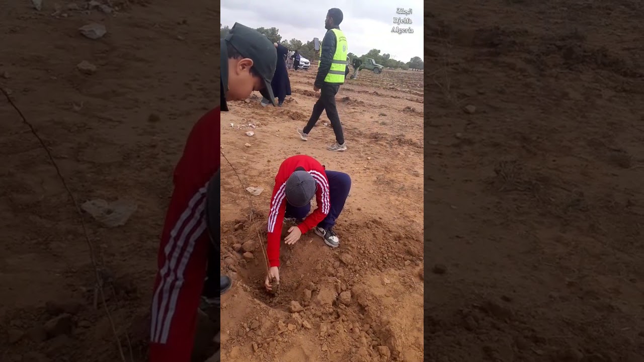الكشافة_الإسلامية_الجزائرية#محافظة_الجلفة#السد_الأخضر#تشجير