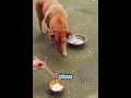 Dog Falls for the Chopstick Trick 😂🐶🍚 #Shorts