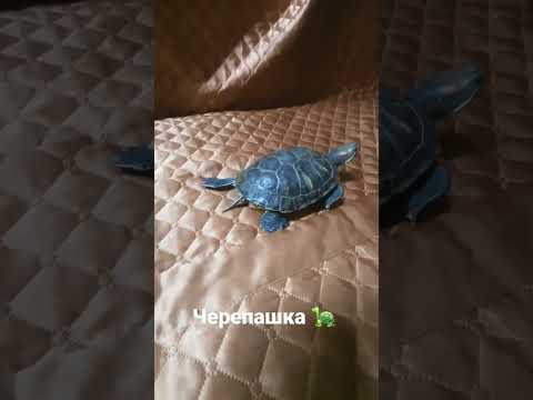 Черепашка ниндзя) #черепаха #веселитсякакможем