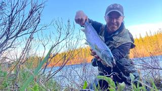 Landlock Atlantic Salmon.