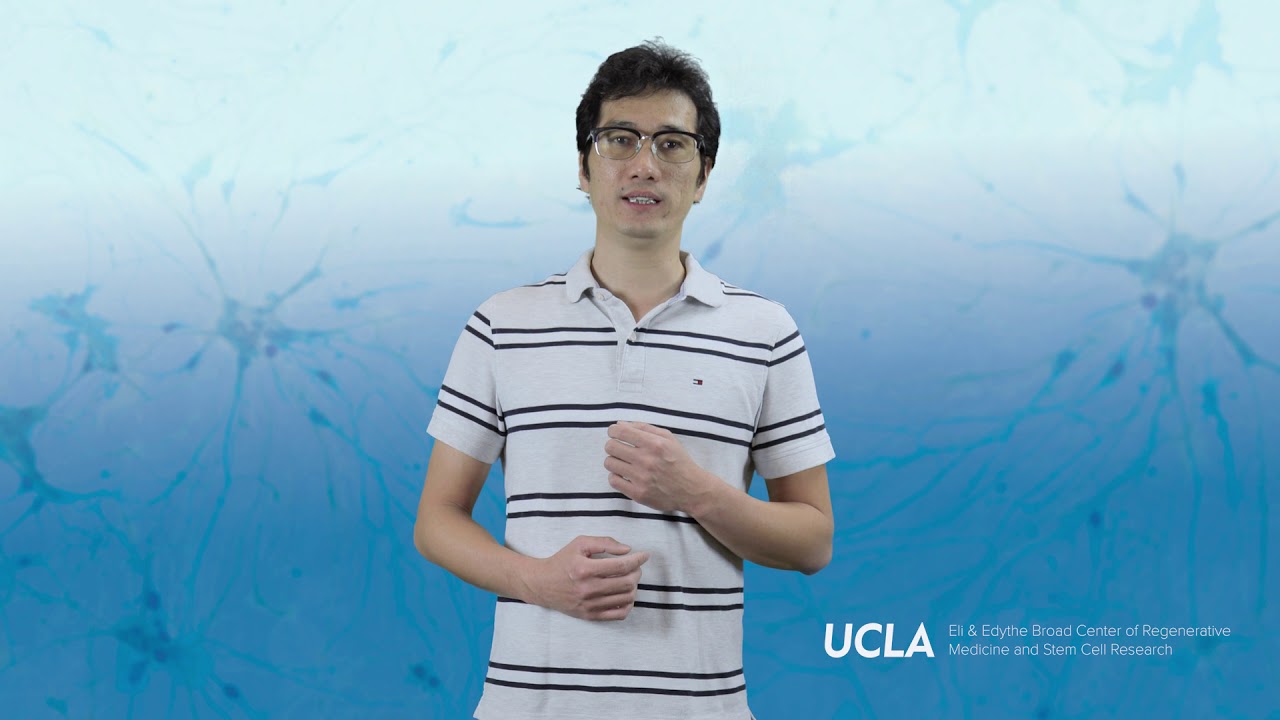 Studying germ cell formation to develop treatments for infertility | Di Chen, Ph.D.