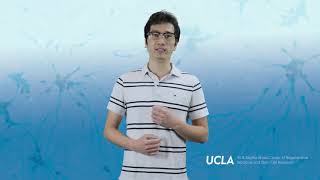 Studying Germ Cell Formation To Develop Treatments For Infertility Di Chen, Ph.d.