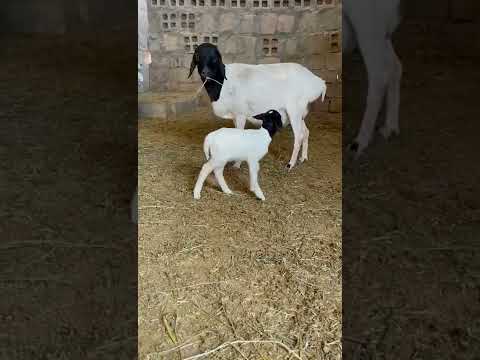 غنم صومالي راس اسود ولدانا جديد بخروف فحل درجة أولىلطلب واستفسار شيخ هلمت 07701528640 07505515151