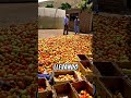 🍅 TERMINATOR F1: EL TOMATE QUE CONQUISTA EL MERCADO 💪