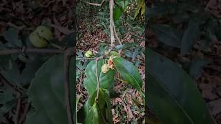 unidentified shrub - Gymnosporia rothiana
