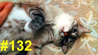 Белка - честный кот Белка - честный кот