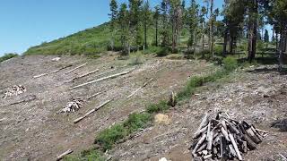 Aerial View-Sequoia NF Planting 2025 - Trees for a Change - Memorial Trees & Celebration Trees