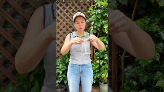 Japan's Smart Way to Grow Rose Plant! 🌹 😳 #shortsvideo