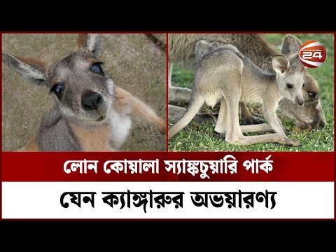 ভিডিও: বিশালাকার ক্যাঙ্গারু ইঁদুর কোথায় থাকে?