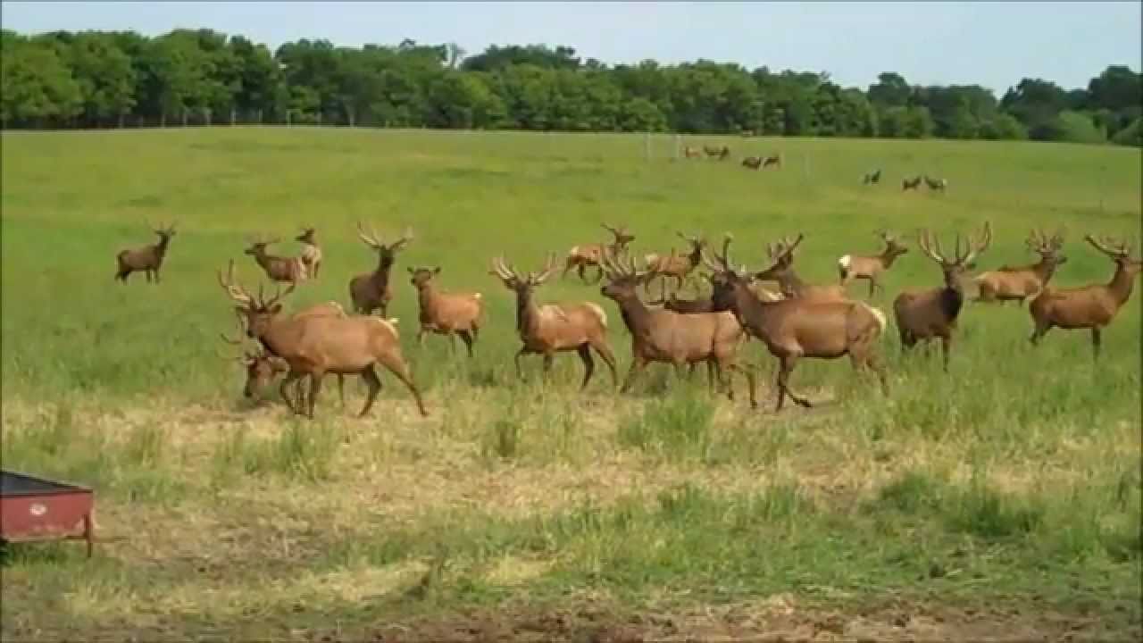Casey Visits an Elk Farm YouTube