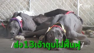13 เกรทเดนถูกส่งไปดูแลที่ รพ.สัตว์ ม.เกษตรฯ คาดใช้เวลาฟื้นฟู 2 สัปดาห์ | Thairath online 13 เกรทเดนถูกส่งไปดูแลที่ รพ.สัตว์ ม.เกษตรฯ คาดใช้เวลาฟื้นฟู 2 สัปดาห์ | Thairath online