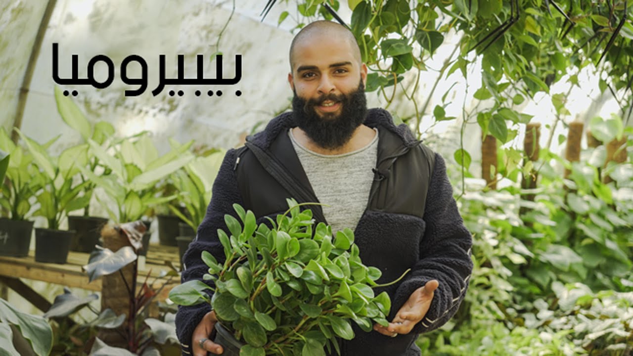 نبات البيبروميا نبات جميل وسهل الاعتناء بيه. اعرف طريقة الري والرعاية مع شريف صباح مالك مشتل عود.