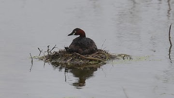 Little Grebe Nesting