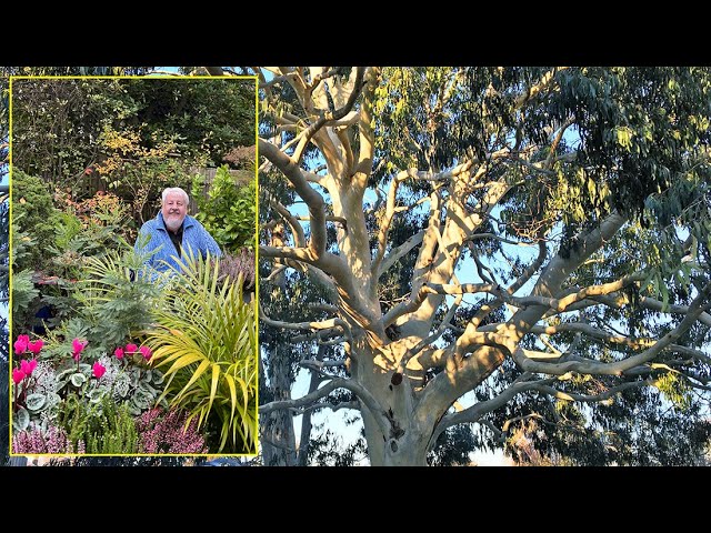 Eucalyptus : l’arbre miracle qui purifie l’air et embellit votre jardin