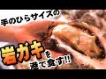 一個400円！？超巨大！究極の岩ガキ！【茨城県】BIG oyster!!!eating raw oysters!!