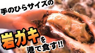 一個400円！？超巨大！究極の岩ガキ！【茨城県】BIG oyster!!!eating raw oysters!!