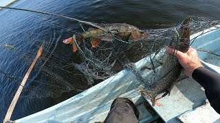 Net fishing in northern Finland. Part 3 - pikes and perch in early summer. (ENG SUB)