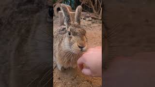 Думаем Над Кличкой #Домзайца #Bunny #Hare #Cute #Wild