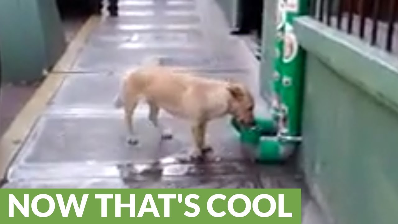 Man Creates Food And Water Dispensers For Stray Dogs From PVC Pipes 1189952 atelieryuwa.ciao.jp