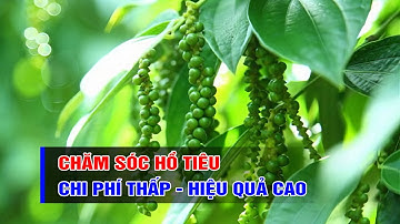 Bí quyết chăm sóc hồ tiêu hiệu quả cao nhưng chi phí thấp | Nông nghiệp xanh || BPTV