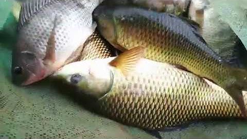 Fishing at Nui Coc Lake in Thai Nguyen (Câu cá Hồ Núi Cốc Thái Nguyên)