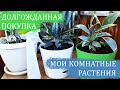 🌼🌼🌼МЕЧТЫ СБЫВАЮТСЯ 🌺КУПИЛА ДОЛГОЖДАННЫЙ КОМНАТНЫЙ ЦВЕТОК🌷 КАК ПОЖИВАЮТ МОИ РАСТЕНИЯ🌞🌞🌞