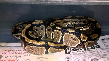 Ball python collection update!