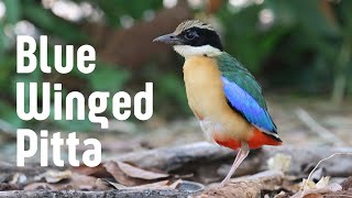 A Jewel of the Rainforest: The Blue-Winged Pitta