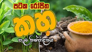 පටක රෝපිත කහ පැළ නිෂ්පාදනය  - 2021.03.18 | Krushi Radio